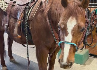 Horse stolen from Enumclaw ranch, reopening family’s grief after recent death of adoring owner