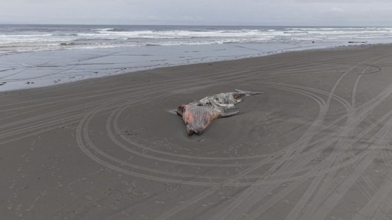 Potential record whale deaths along Washington coast ‘alarming’ for biologists