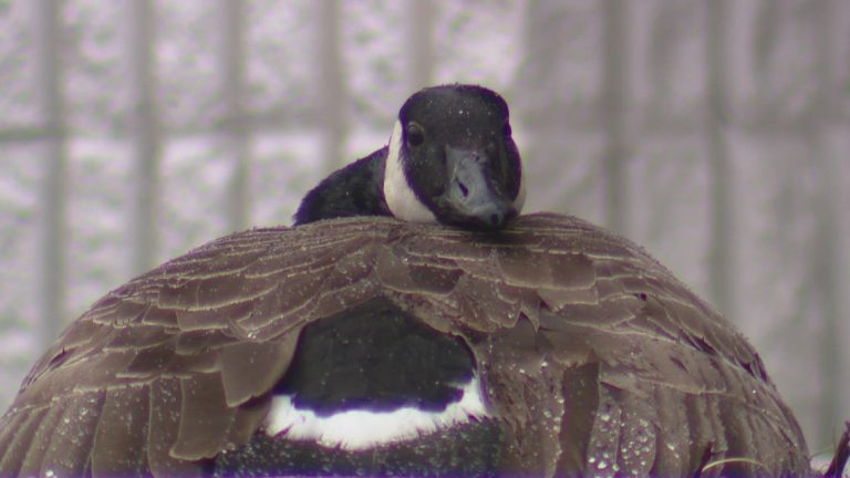 Milton man charged with animal cruelty for attacking nesting goose