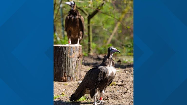 Critically endangered hooded vultures debut at Woodland Park Zoo