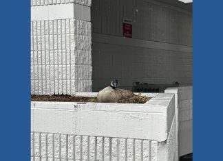 Goose nest harassment leads to arrest