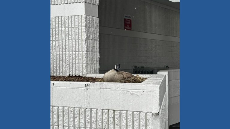 Goose nest harassment leads to arrest