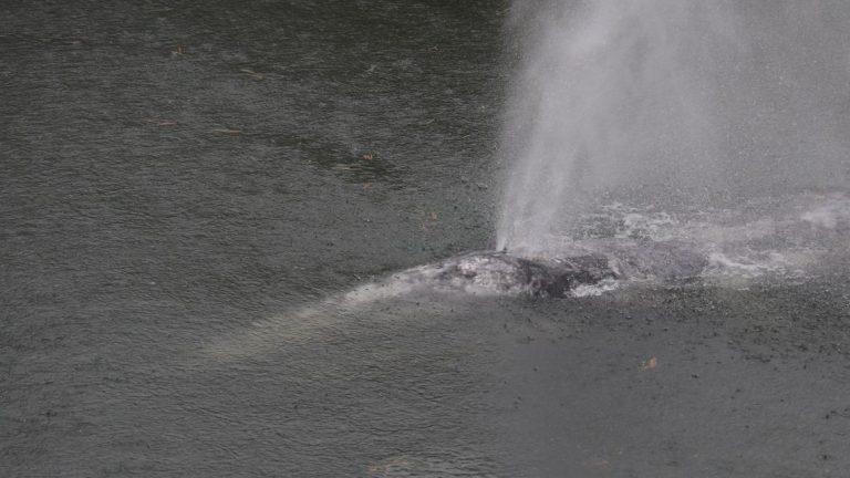 Gray whale was in ‘poor nutritional status’ when it died in Pacific County river