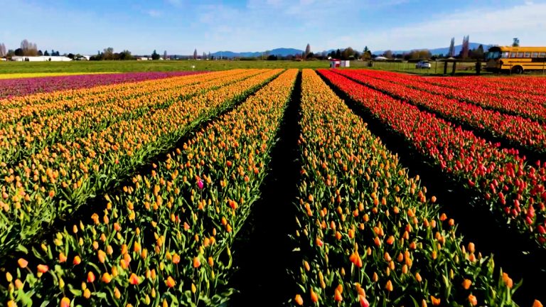 5 things to do in western Washington this weekend: April 24-26