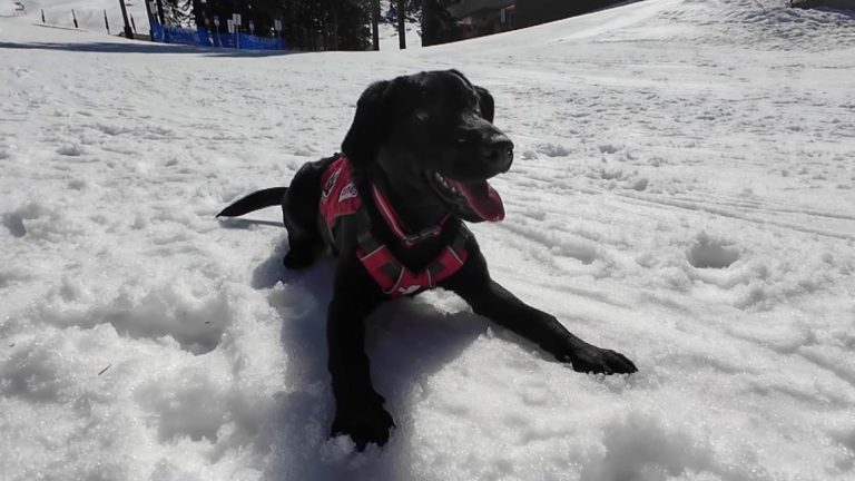 Buried under the snow? These pups will be the first to find you