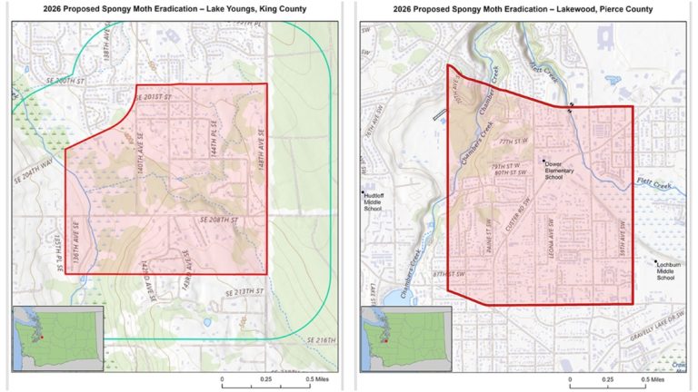 Invasive spongy moth eradication efforts coming to east King County, Lakewood